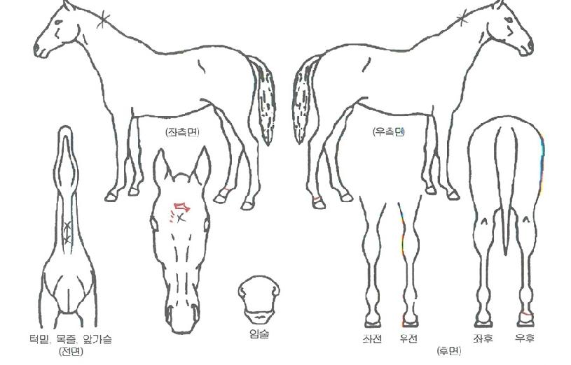 ���۽�ŸƮ�� ����,���,�޸�,�λ�,�ٸ��� Ư¡����