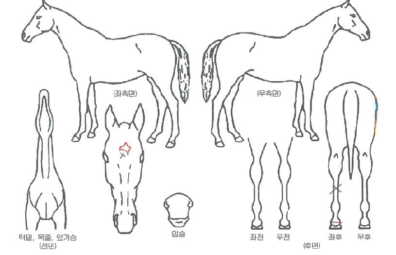 ¾Æ¸¶¶õ½ººñÄ«ÀÇ Ãø¸é,¿ì¸é,µÞ¸é,µÎ»ó,´Ù¸®ÀÇ Æ¯Â¡µµÇØ