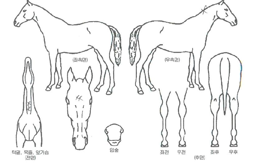 ���ǿ����� ����,���,�޸�,�λ�,�ٸ��� Ư¡����