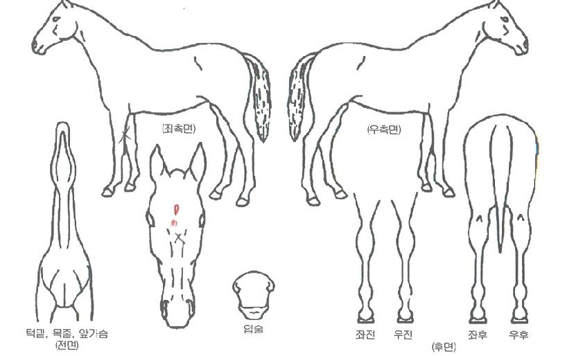 �帲��ŸƮ�� ����,���,�޸�,�λ�,�ٸ��� Ư¡����