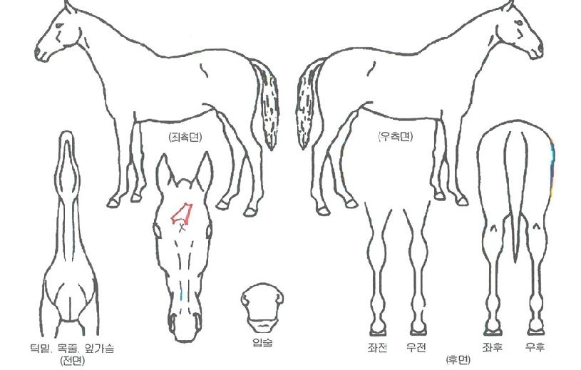 »êŸ±Û·Î¸®¾ÆÀÇ Ãø¸é,¿ì¸é,µÞ¸é,µÎ»ó,´Ù¸®ÀÇ Æ¯Â¡µµÇØ