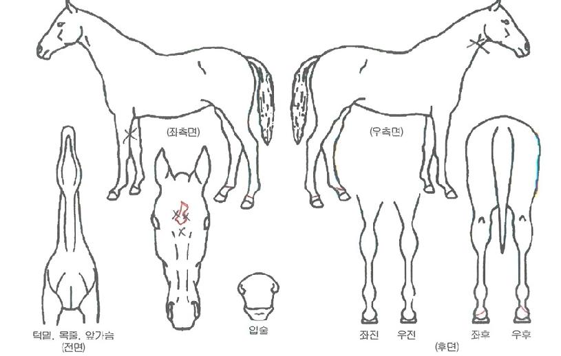 �����Ǻ��� ����,���,�޸�,�λ�,�ٸ��� Ư¡����