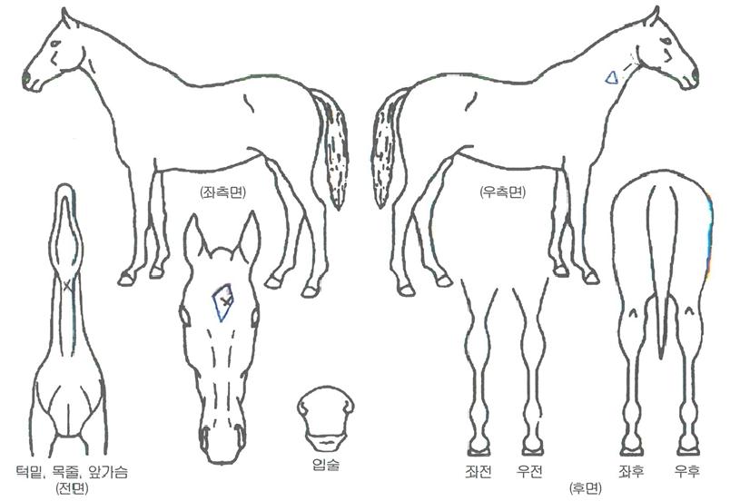 Ʈ���������� ����,���,�޸�,�λ�,�ٸ��� Ư¡����