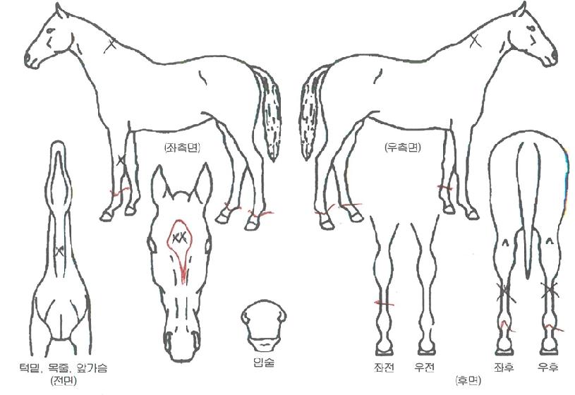 ÈÀÌÆ®È¦¸¯ÀÇ Ãø¸é,¿ì¸é,µÞ¸é,µÎ»ó,´Ù¸®ÀÇ Æ¯Â¡µµÇØ