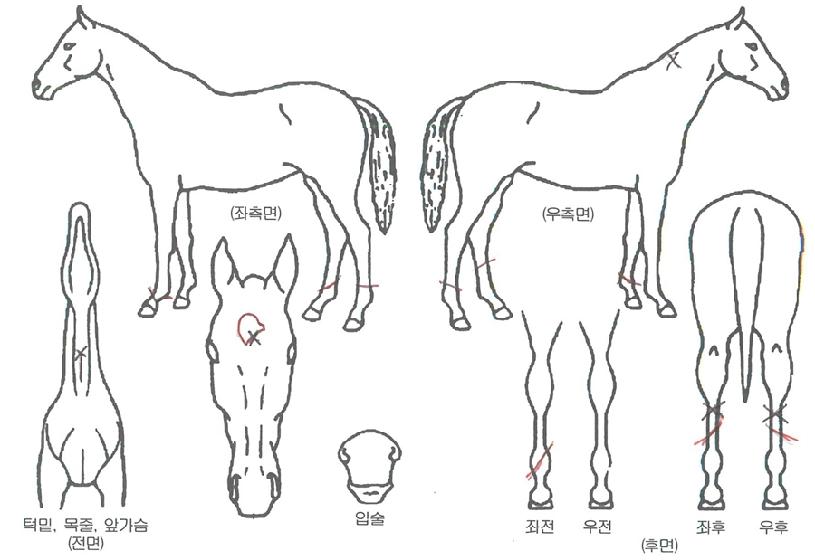 ¹Ì½ºÅͽºÆÒµùÀÇ Ãø¸é,¿ì¸é,µÞ¸é,µÎ»ó,´Ù¸®ÀÇ Æ¯Â¡µµÇØ