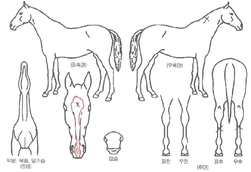 ijÇÇ·±ÀÇ Ãø¸é,¿ì¸é,µÞ¸é,µÎ»ó,´Ù¸®ÀÇ Æ¯Â¡µµÇØ
