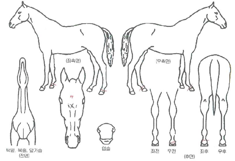 ü¸®ÇÇÄ¿ÀÇ Ãø¸é,¿ì¸é,µÞ¸é,µÎ»ó,´Ù¸®ÀÇ Æ¯Â¡µµÇØ