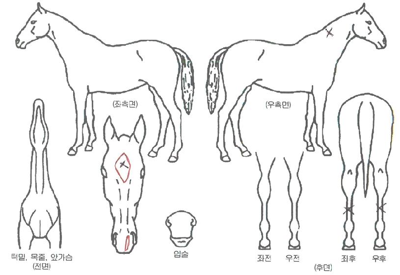 ¼±¸¶½ºÅÍÀÇ Ãø¸é,¿ì¸é,µÞ¸é,µÎ»ó,´Ù¸®ÀÇ Æ¯Â¡µµÇØ