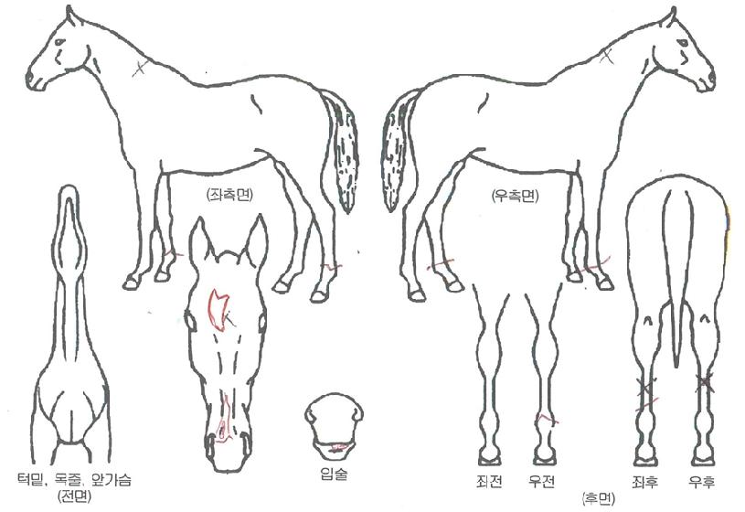 �׷������� ����,���,�޸�,�λ�,�ٸ��� Ư¡����