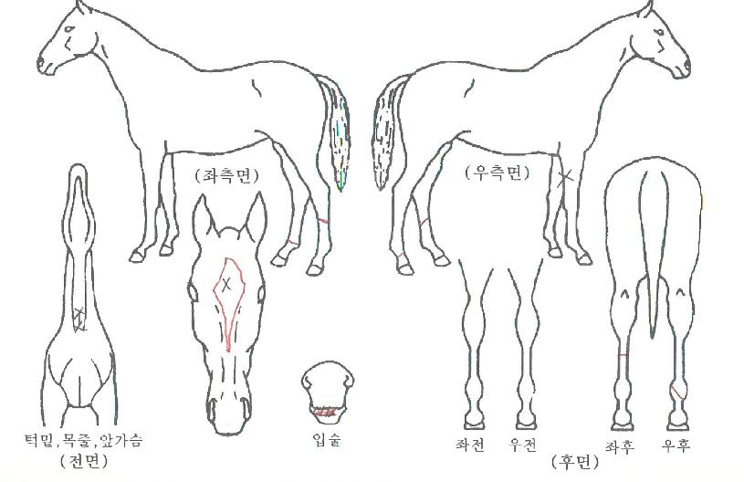 ÈÀÌÆ®ºí·çÀÇ Ãø¸é,¿ì¸é,µÞ¸é,µÎ»ó,´Ù¸®ÀÇ Æ¯Â¡µµÇØ