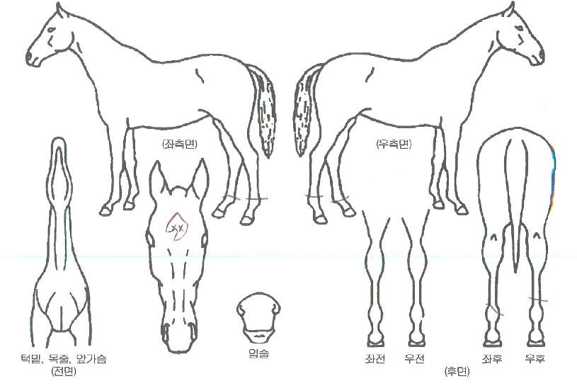 �Ծȿ������� ����,���,�޸�,�λ�,�ٸ��� Ư¡����