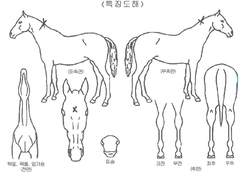 ¹Ð¸®ÆÑÆ®ÀÚ¸¶ÀÇ Ãø¸é,¿ì¸é,µÞ¸é,µÎ»ó,´Ù¸®ÀÇ Æ¯Â¡µµÇØ