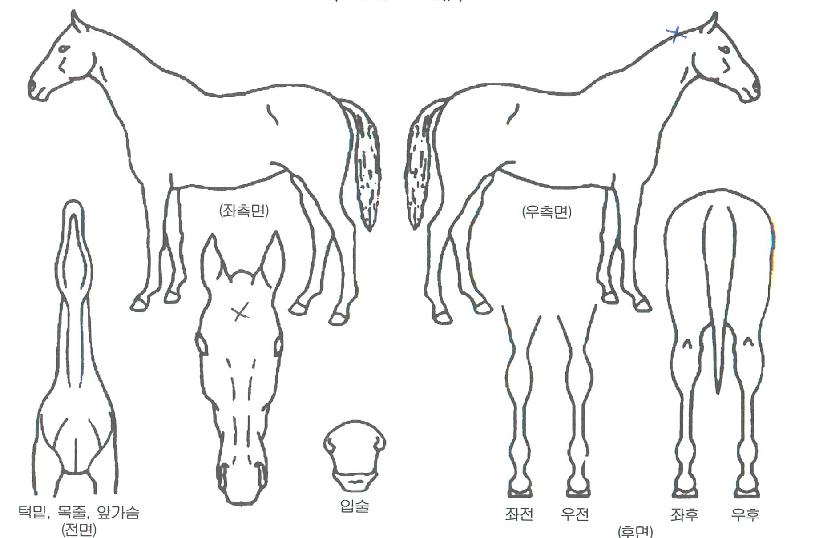 »ç·Á´ÏÀ©ÀÇ Ãø¸é,¿ì¸é,µÞ¸é,µÎ»ó,´Ù¸®ÀÇ Æ¯Â¡µµÇØ