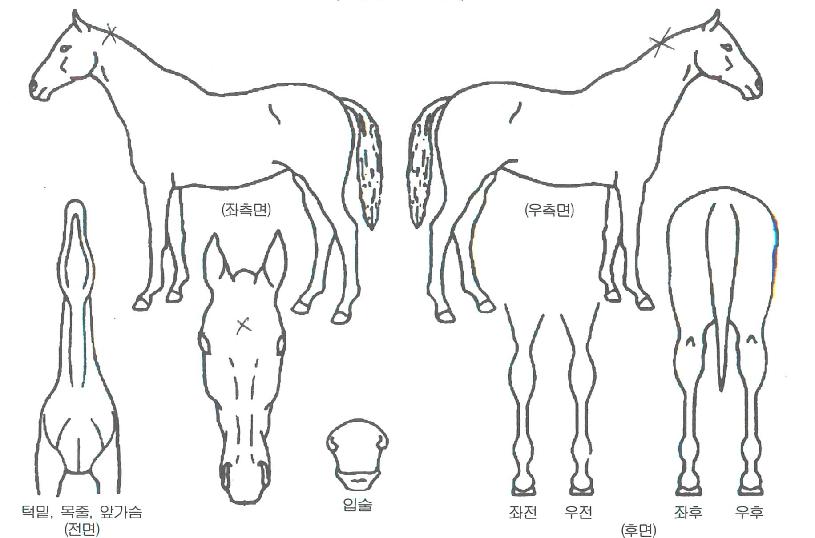 �Ƹ��������� ����,���,�޸�,�λ�,�ٸ��� Ư¡����