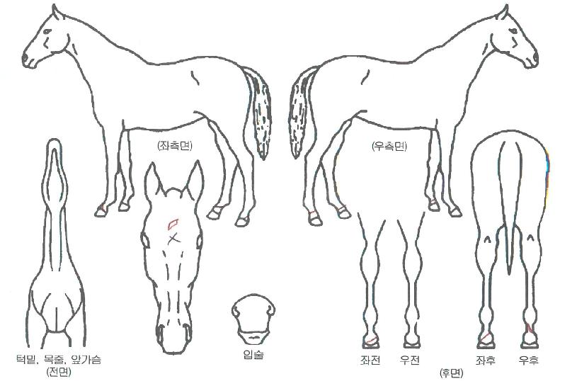 ���帮��Ʈ�� ����,���,�޸�,�λ�,�ٸ��� Ư¡����