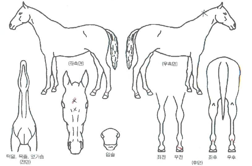 ���������� ����,���,�޸�,�λ�,�ٸ��� Ư¡����