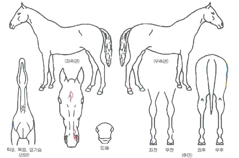 ��Ÿ������ ����,���,�޸�,�λ�,�ٸ��� Ư¡����