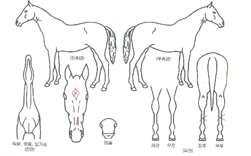�뺸���� ����,���,�޸�,�λ�,�ٸ��� Ư¡����