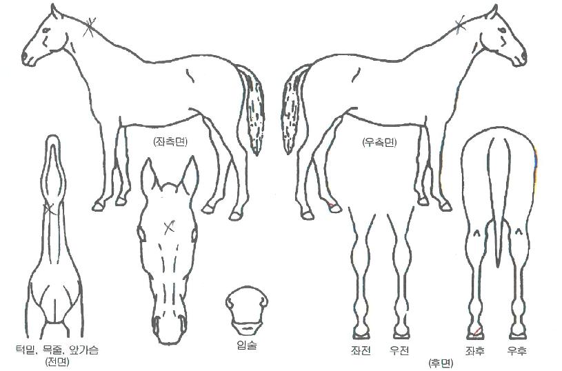 Äè¼Óº¼Æ®ÀÇ Ãø¸é,¿ì¸é,µÞ¸é,µÎ»ó,´Ù¸®ÀÇ Æ¯Â¡µµÇØ