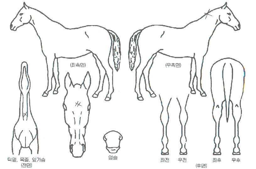 �۽�Ʈŷ�� ����,���,�޸�,�λ�,�ٸ��� Ư¡����