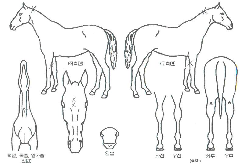 ����ĸƾ�� ����,���,�޸�,�λ�,�ٸ��� Ư¡����