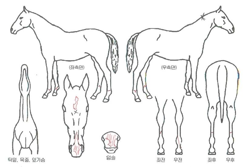 À§³Ê½º±Û·Î¸®ÀÇ Ãø¸é,¿ì¸é,µÞ¸é,µÎ»ó,´Ù¸®ÀÇ Æ¯Â¡µµÇØ