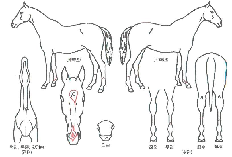 ��������� ����,���,�޸�,�λ�,�ٸ��� Ư¡����