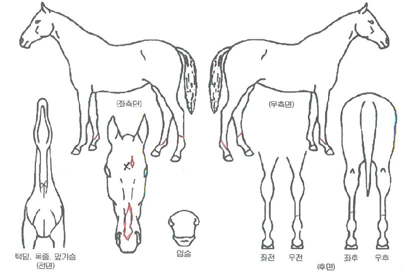 °æ³²µ¹Ç³ÀÇ Ãø¸é,¿ì¸é,µÞ¸é,µÎ»ó,´Ù¸®ÀÇ Æ¯Â¡µµÇØ