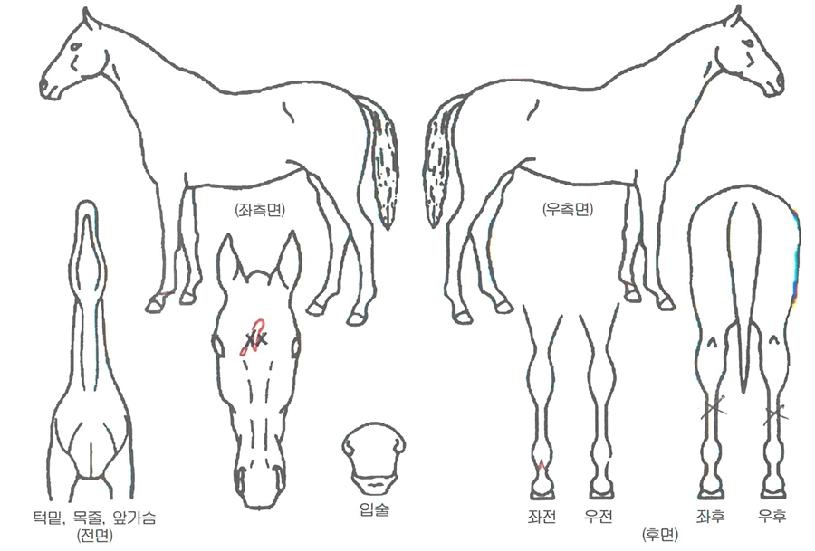 »ç»óÃÖ°íÀÚ¸¶ÀÇ Ãø¸é,¿ì¸é,µÞ¸é,µÎ»ó,´Ù¸®ÀÇ Æ¯Â¡µµÇØ