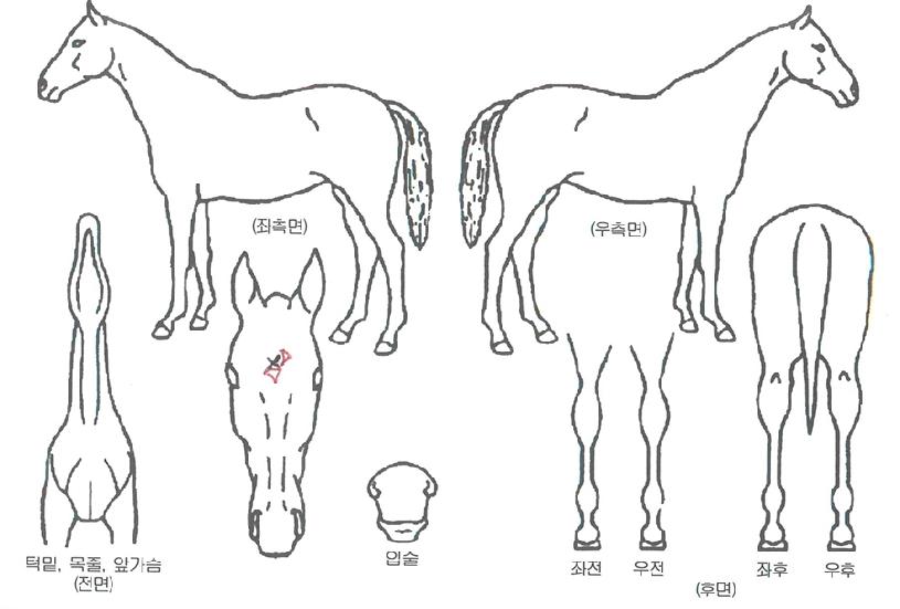 �����Ǿ������ ����,���,�޸�,�λ�,�ٸ��� Ư¡����