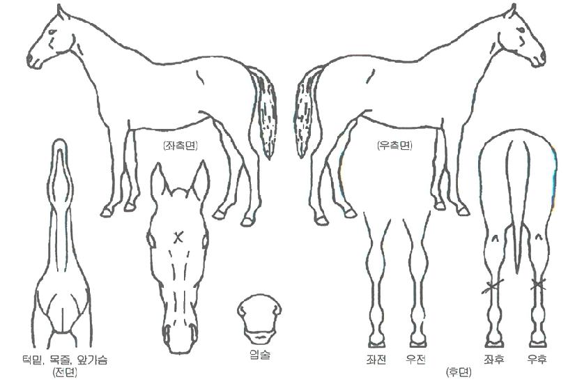 �����Ǹ����� ����,���,�޸�,�λ�,�ٸ��� Ư¡����