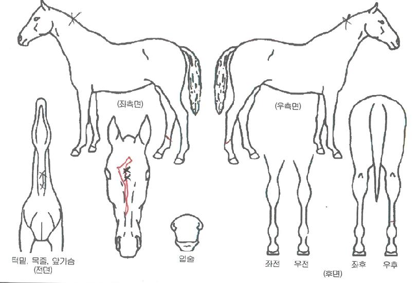 ¸¶ÀÎÀÇ Ãø¸é,¿ì¸é,µÞ¸é,µÎ»ó,´Ù¸®ÀÇ Æ¯Â¡µµÇØ
