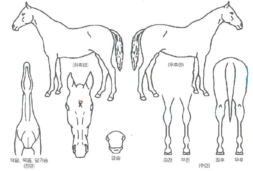 �帲���̽��� ����,���,�޸�,�λ�,�ٸ��� Ư¡����