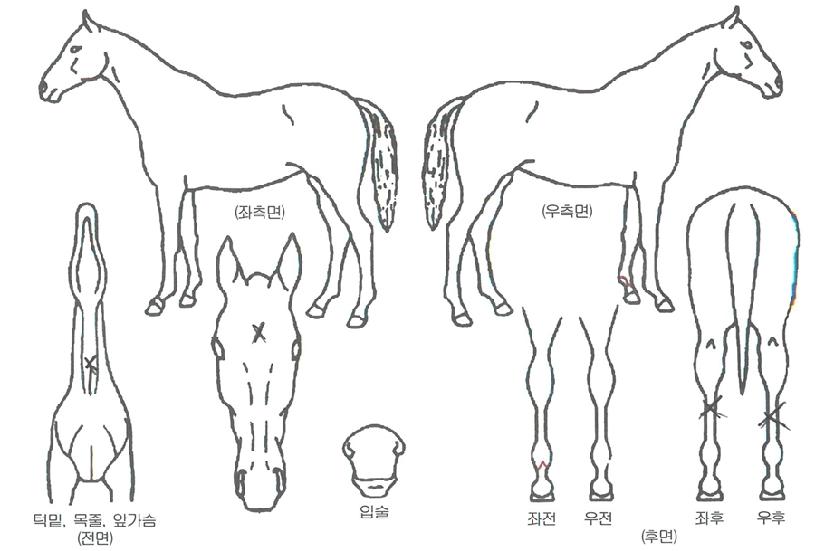 ±â°¡½ºÇǵåÀÇ Ãø¸é,¿ì¸é,µÞ¸é,µÎ»ó,´Ù¸®ÀÇ Æ¯Â¡µµÇØ