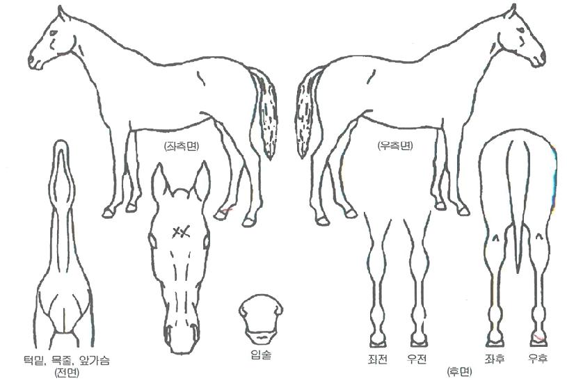 ���ٶ��� ����,���,�޸�,�λ�,�ٸ��� Ư¡����