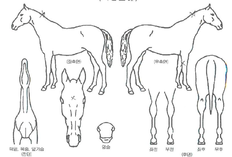 Æ®·ÎÇÇÄýºÄ«ÀÌÀÚ¸¶ÀÇ Ãø¸é,¿ì¸é,µÞ¸é,µÎ»ó,´Ù¸®ÀÇ Æ¯Â¡µµÇØ