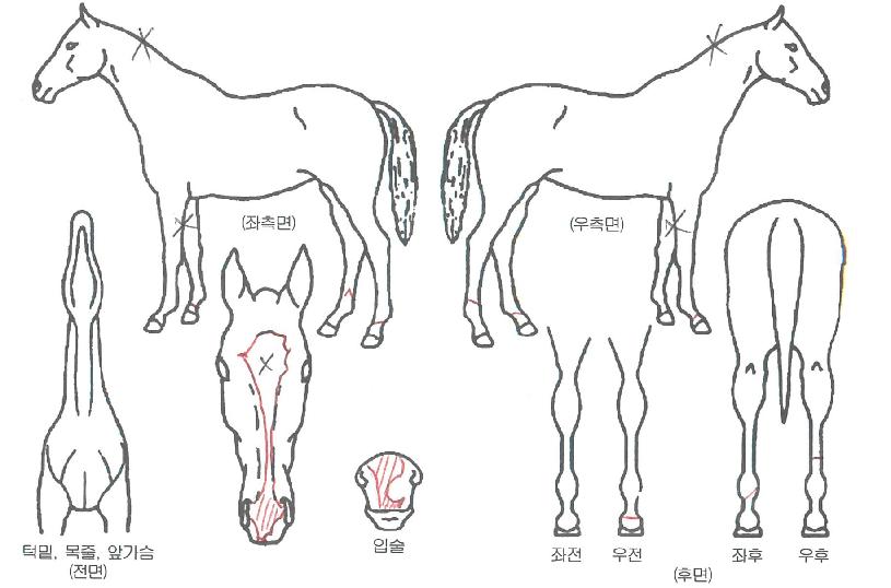 ´ç´ëÄýÀÇ Ãø¸é,¿ì¸é,µÞ¸é,µÎ»ó,´Ù¸®ÀÇ Æ¯Â¡µµÇØ