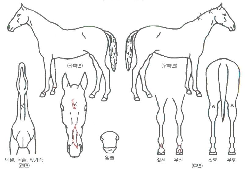 ÇöóÀ׺¼Æ®ÀÇ Ãø¸é,¿ì¸é,µÞ¸é,µÎ»ó,´Ù¸®ÀÇ Æ¯Â¡µµÇØ