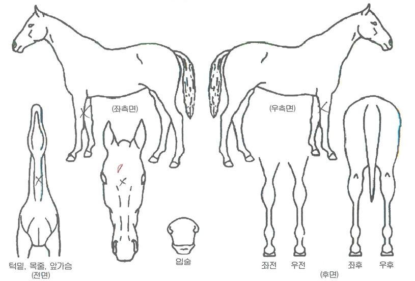 ���۳�������� ����,���,�޸�,�λ�,�ٸ��� Ư¡����