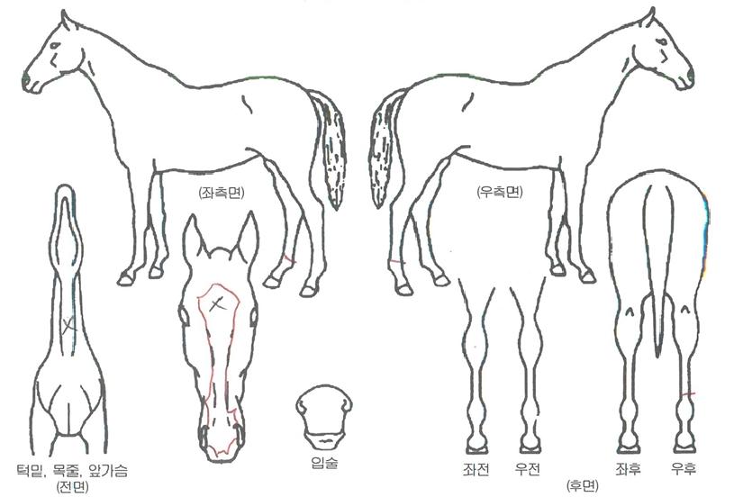 ÄݹÌÁ¦ÀÌÄÉÀÌÀÇ Ãø¸é,¿ì¸é,µÞ¸é,µÎ»ó,´Ù¸®ÀÇ Æ¯Â¡µµÇØ