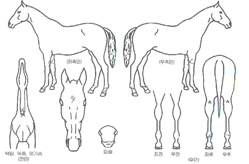 �����ڸ��� ����,���,�޸�,�λ�,�ٸ��� Ư¡����