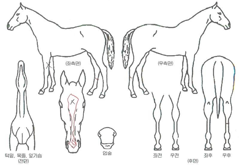 ��ī��Ÿ�� ����,���,�޸�,�λ�,�ٸ��� Ư¡����