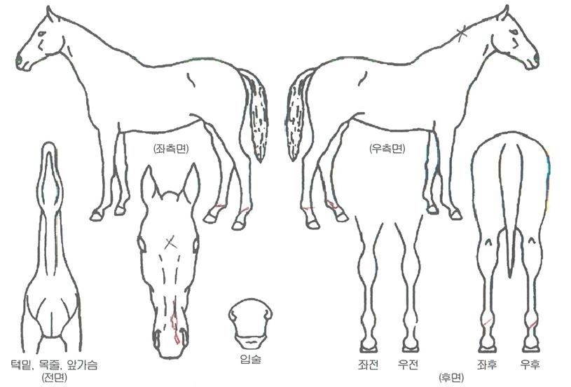 Ç㸮ÄÉÀκí·çÀÇ Ãø¸é,¿ì¸é,µÞ¸é,µÎ»ó,´Ù¸®ÀÇ Æ¯Â¡µµÇØ