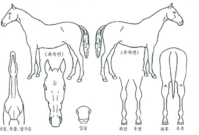 ½ºÄ«ÀÌÀ§³ÊÀÇ Ãø¸é,¿ì¸é,µÞ¸é,µÎ»ó,´Ù¸®ÀÇ Æ¯Â¡µµÇØ