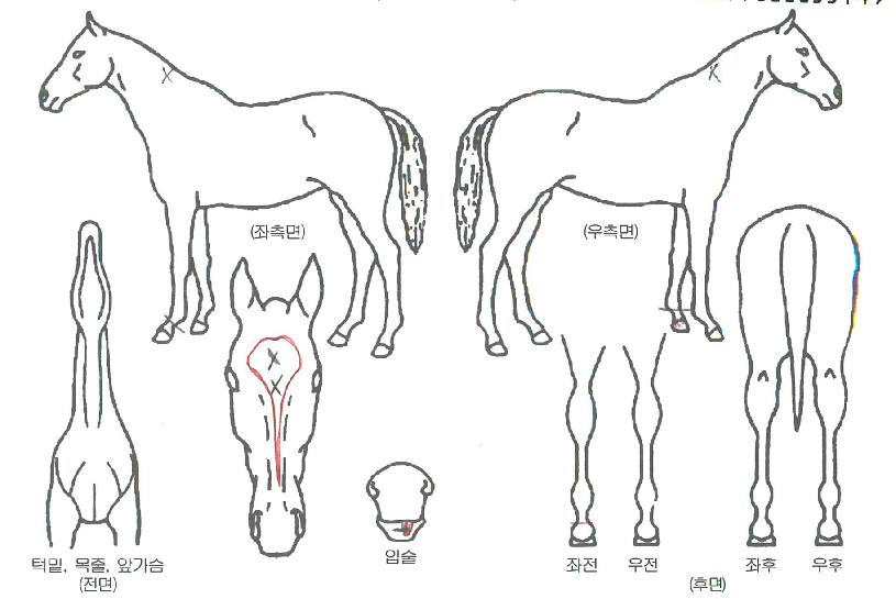 ÇØÇÇÄÁ¼ÁÀÇ Ãø¸é,¿ì¸é,µÞ¸é,µÎ»ó,´Ù¸®ÀÇ Æ¯Â¡µµÇØ