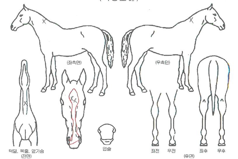 ¿ì½ÂÀϱâÀÇ Ãø¸é,¿ì¸é,µÞ¸é,µÎ»ó,´Ù¸®ÀÇ Æ¯Â¡µµÇØ