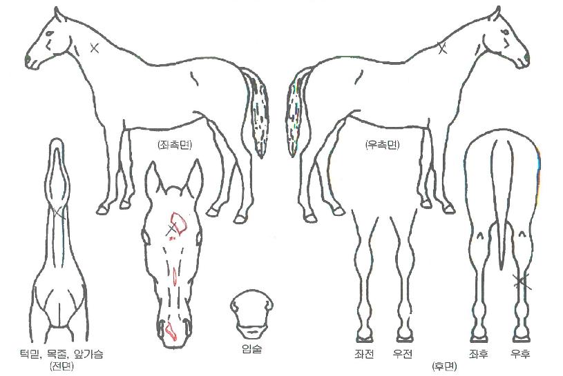 â�������� ����,���,�޸�,�λ�,�ٸ��� Ư¡����