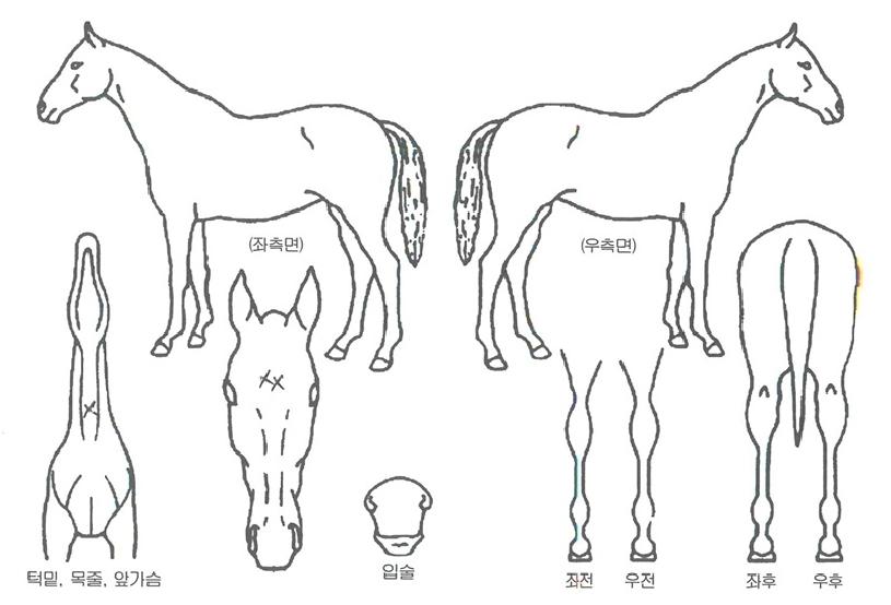 µ¿³²ÃÖ°íÀÇ Ãø¸é,¿ì¸é,µÞ¸é,µÎ»ó,´Ù¸®ÀÇ Æ¯Â¡µµÇØ
