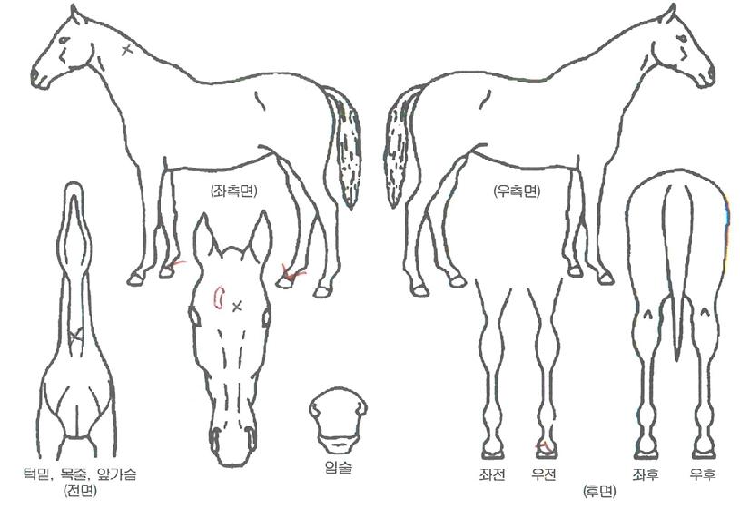 �����ڸ��� ����,���,�޸�,�λ�,�ٸ��� Ư¡����