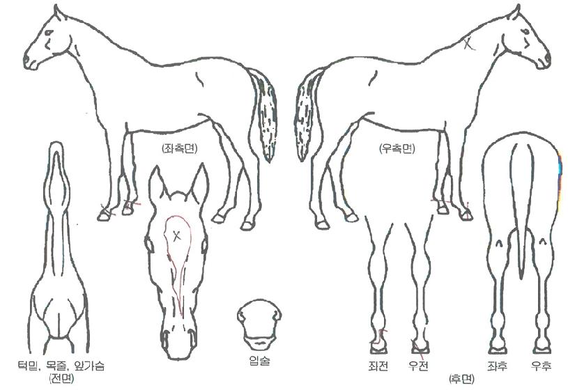 ¾Æ¶ó°¡¾ß½Ì½ÌÀÇ Ãø¸é,¿ì¸é,µÞ¸é,µÎ»ó,´Ù¸®ÀÇ Æ¯Â¡µµÇØ